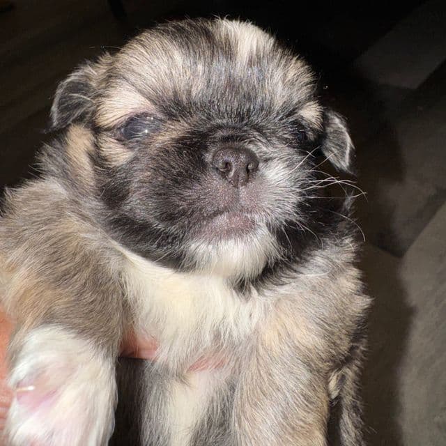 Sasha - Pekingese Female