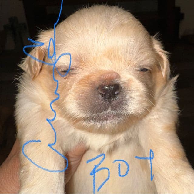 Golden - Pekingese Male
