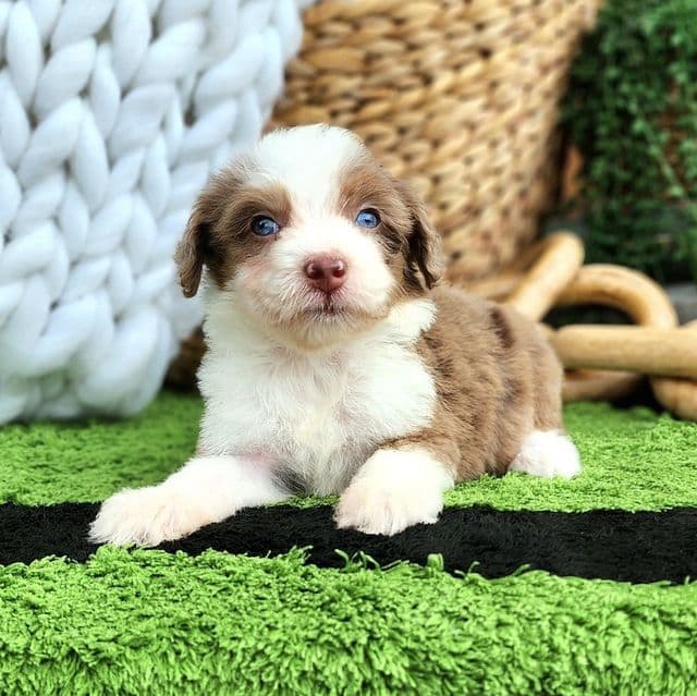 Salina - Aussiedoodle Female