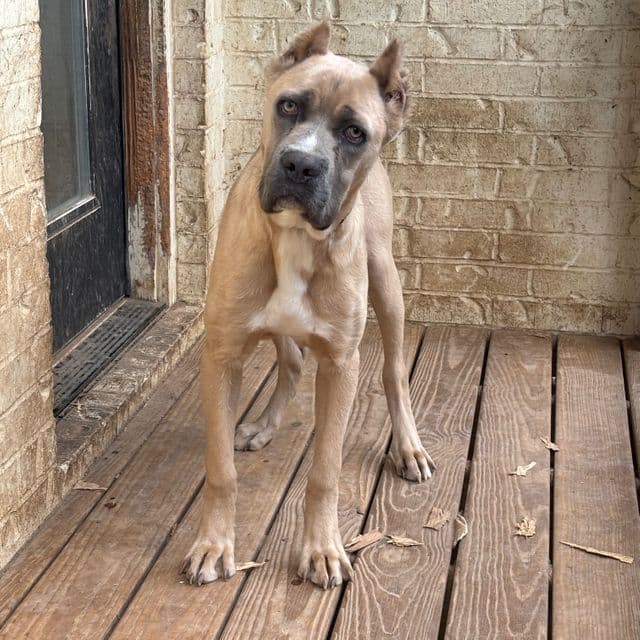 Chance - Cane Corso Male