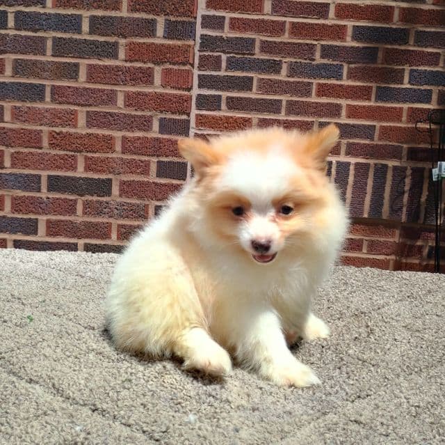 Eli - Pomeranian Male