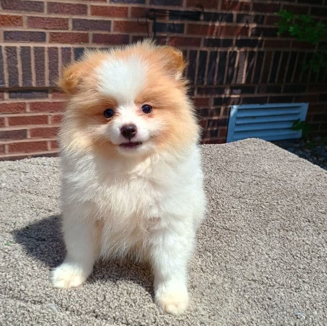 Elijah - Pomeranian Male