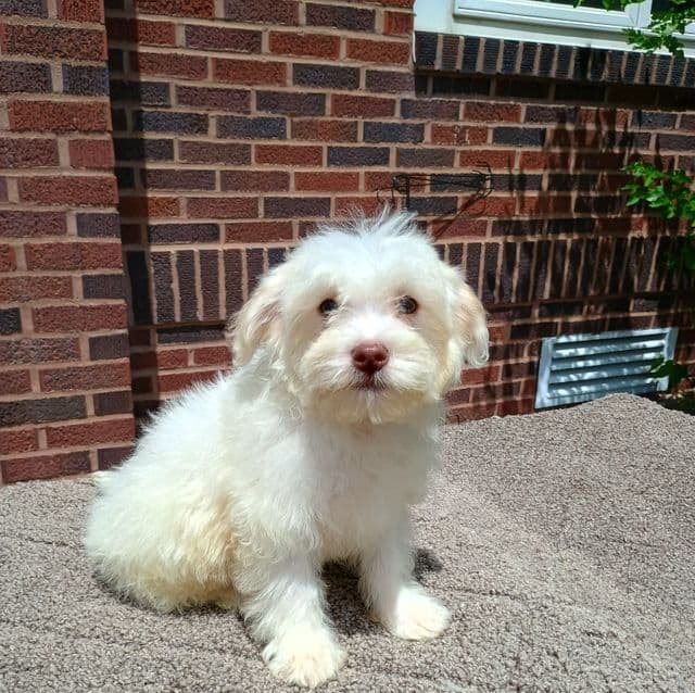 Noah - Maltese Male