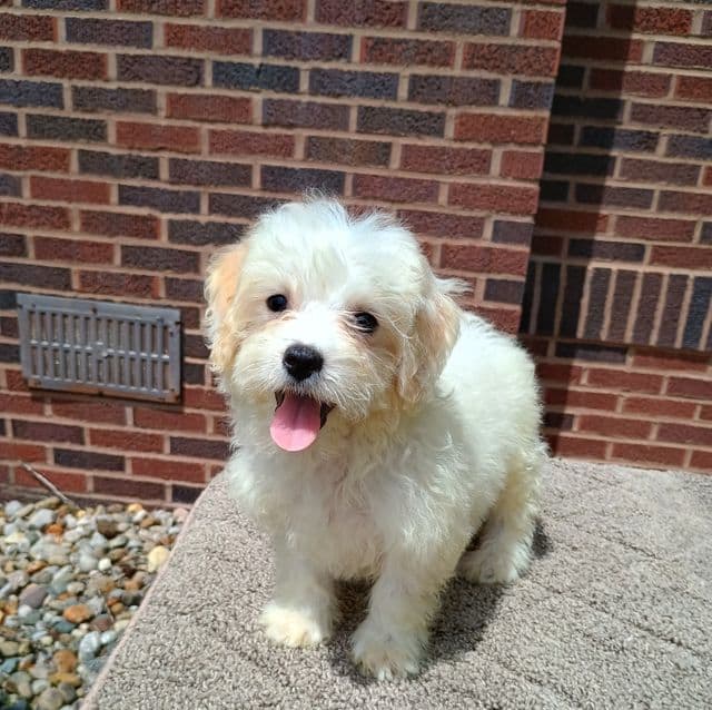 Micah - Maltese Male