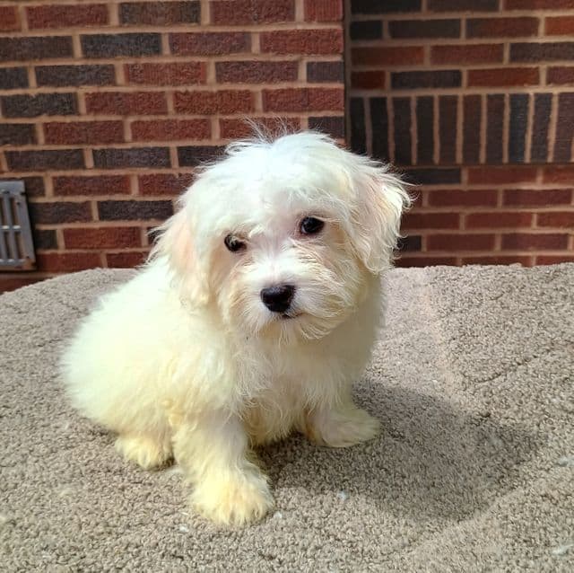 Tirzah - Maltese Female