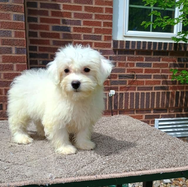 Hoglah - Maltese Female