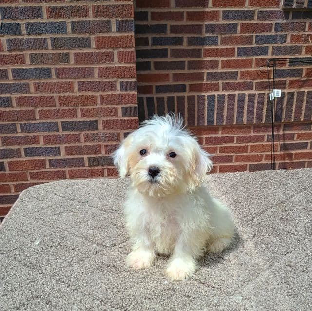 Tinah - Maltese Female