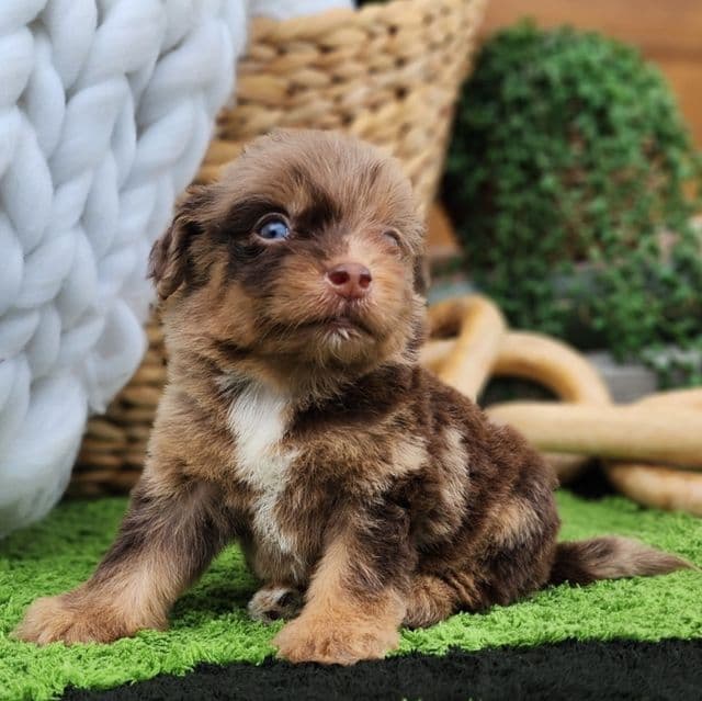 Diamond  - Aussiedoodle Female