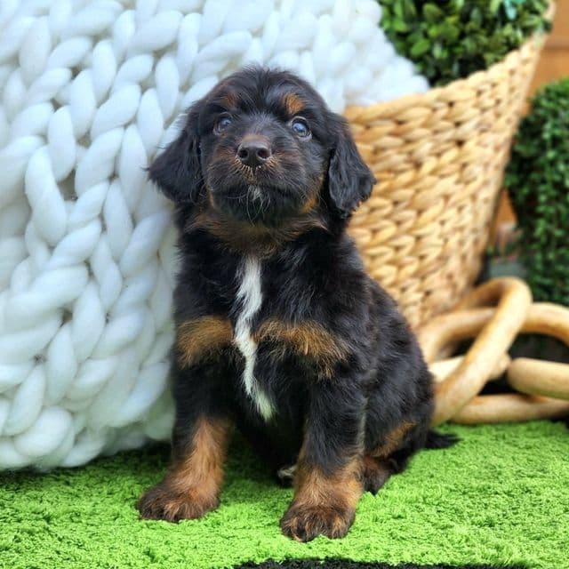Jackson - Aussiedoodle Male