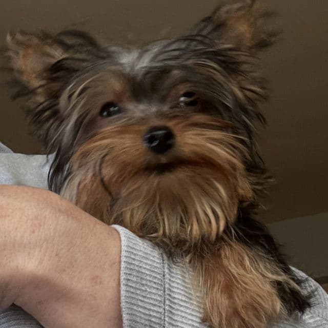 Teacup Bear - Yorkshire Terrier Male