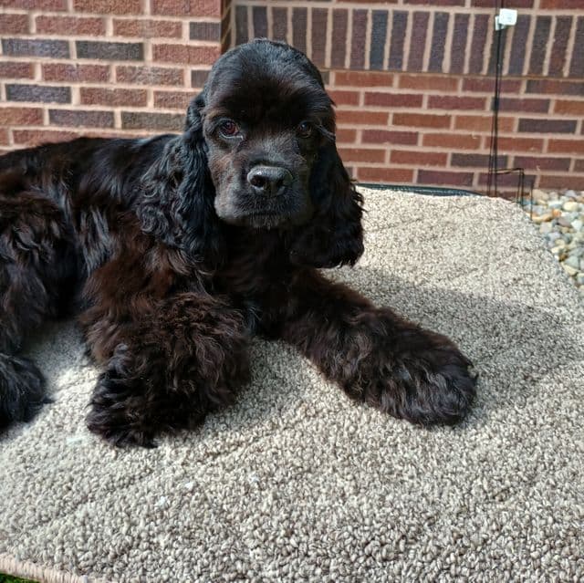 Goliath - Cocker Spaniel Male