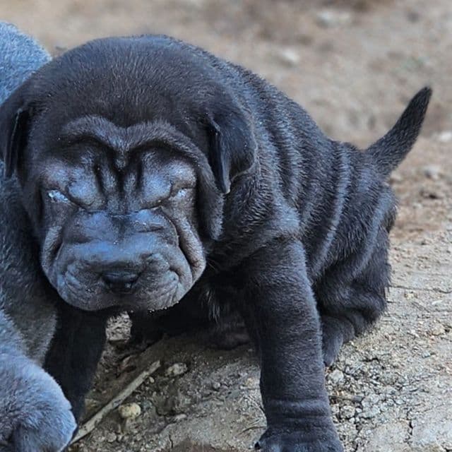 Bruno - Miniature Shar-Pei Male