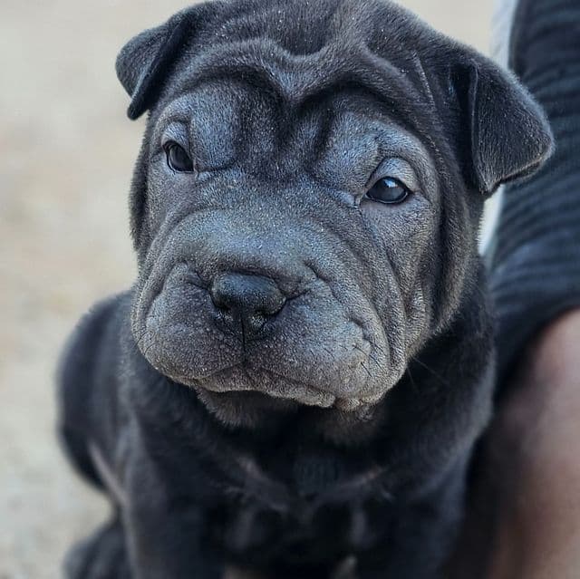 Bonnie - Miniature Shar-Pei Female