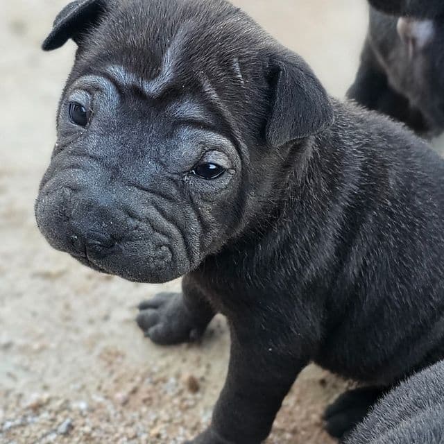 Bitty - Miniature Shar-Pei Female