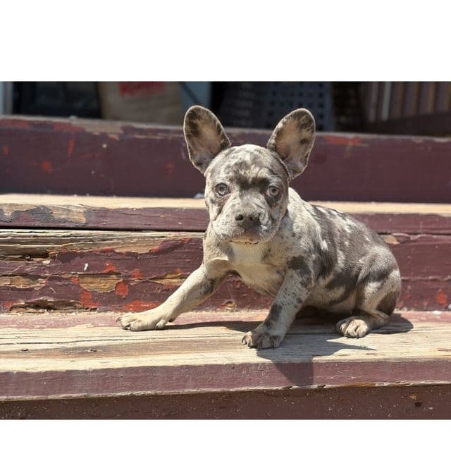 Fanci - French Bulldog Female