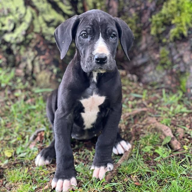 Julia - Great Dane Female