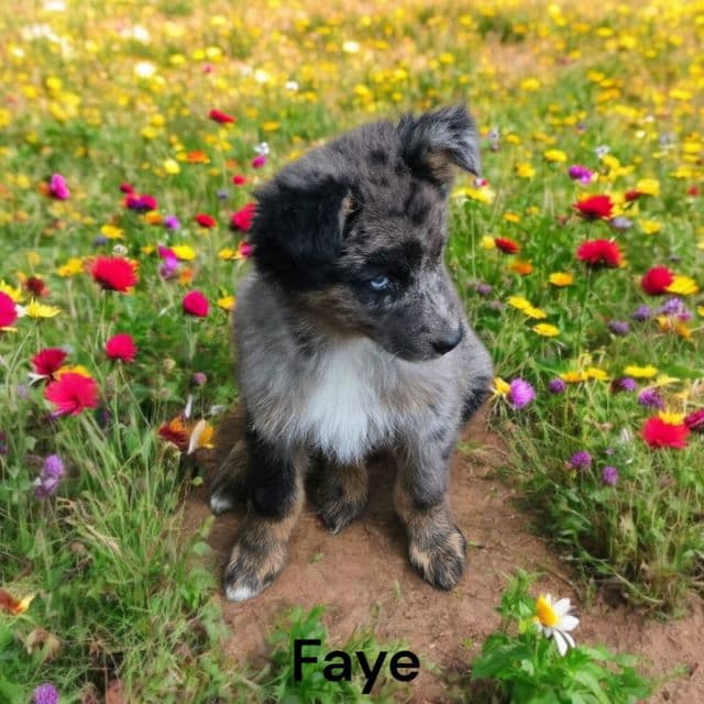 Faye - Australian Shepherd Female
