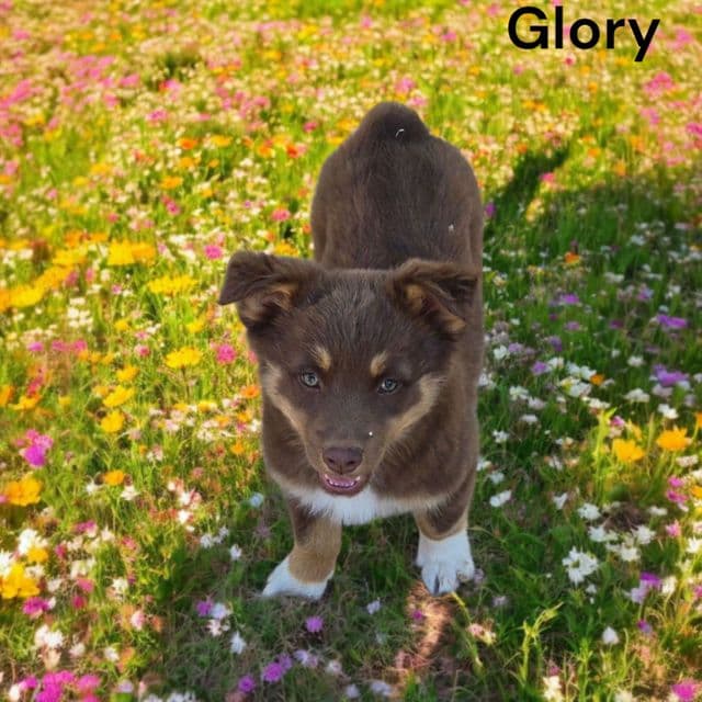Glory - Australian Shepherd Female