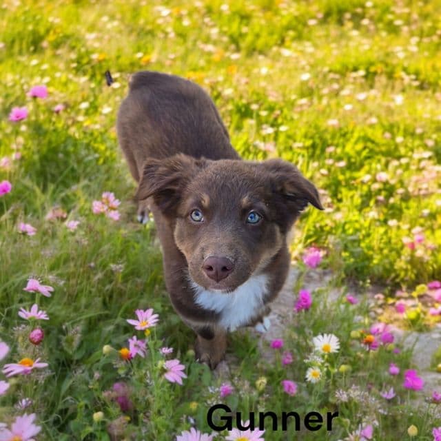 Gunner - Australian Shepherd Male