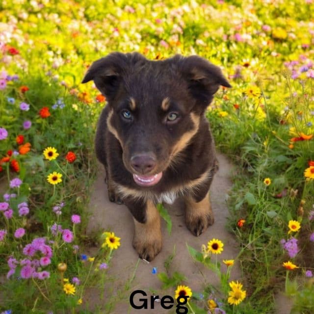 Greg - Australian Shepherd Male