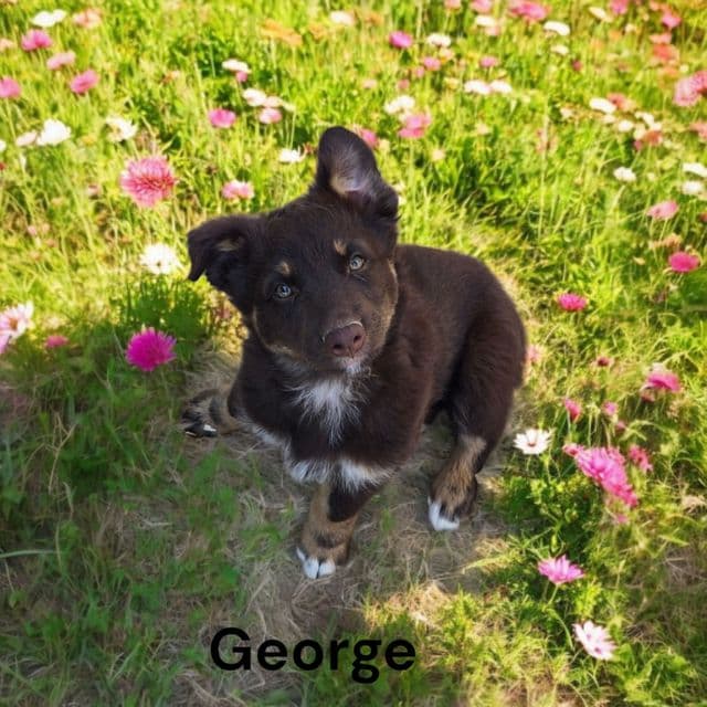 George - Australian Shepherd Male