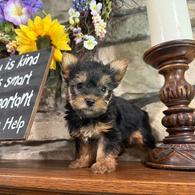 Bex - Silky Terrier Female