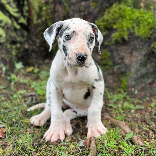 Janelle - Great Dane Female