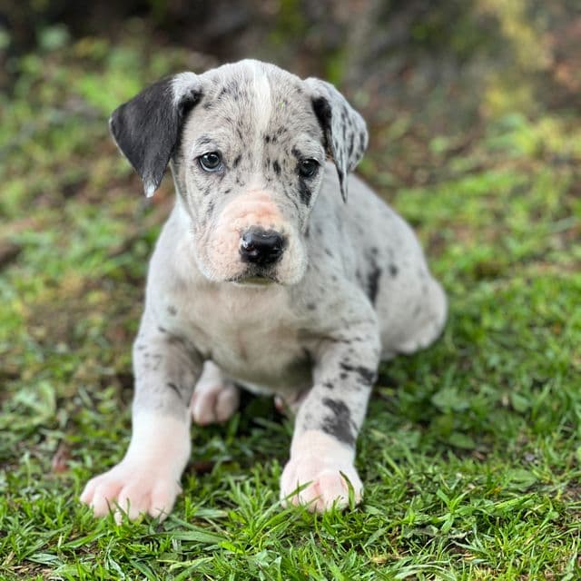 James - Great Dane Male