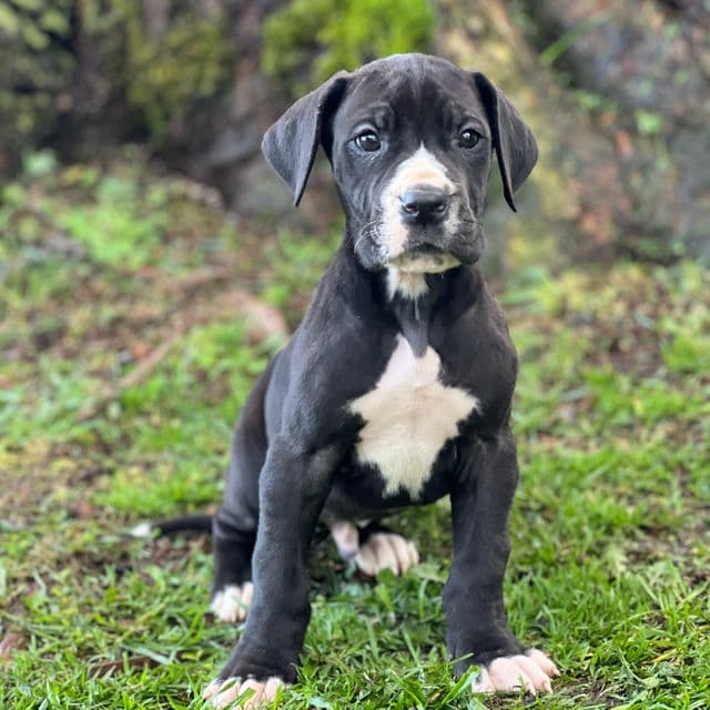 Jerome - Great Dane Male