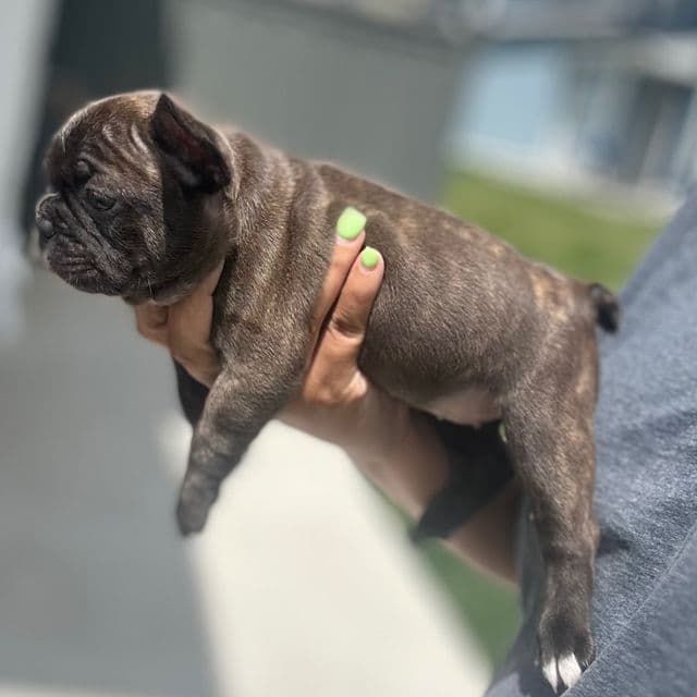 BROWNIE - French Bulldog Female