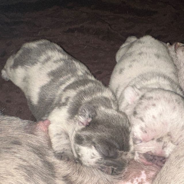 No name  - French Bulldog Female