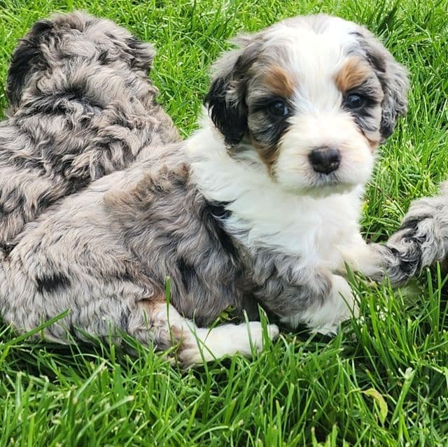 Mini f1b Florence - Bernedoodle Female
