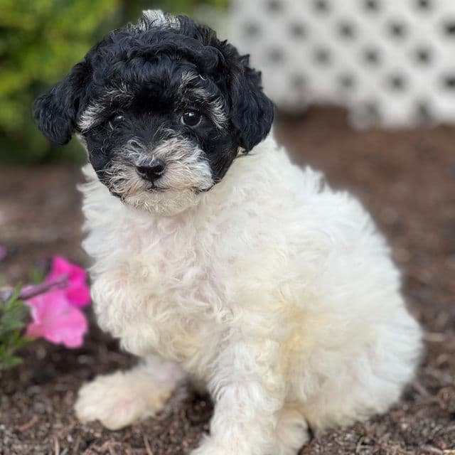 Munchkin - Havapoo Female