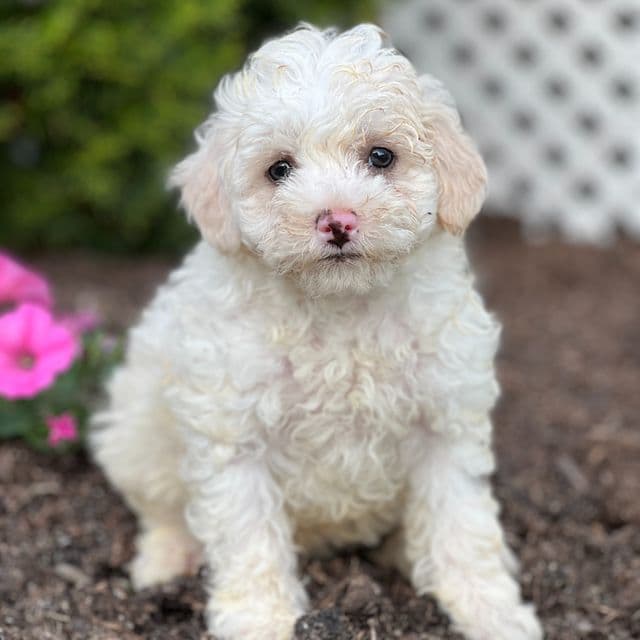 Mozzy - Havapoo Male