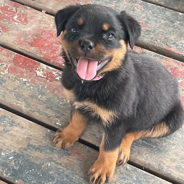 Harper - Rottweiler Female