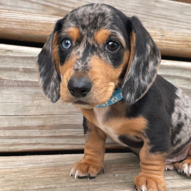 Colter - Dachshund Male