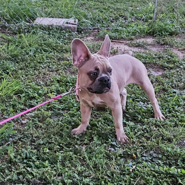 Ellie - French Bulldog Female