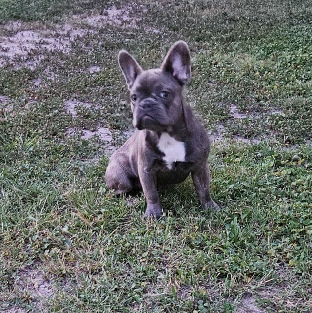 Belle - French Bulldog Female