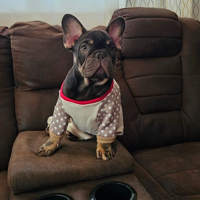 Only you - French Bulldog Male