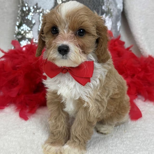 Maddie Red Boy - Cavapoo Male
