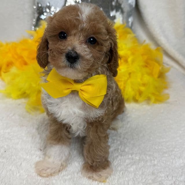 Riley Yellow Boy - Cavapoo Male