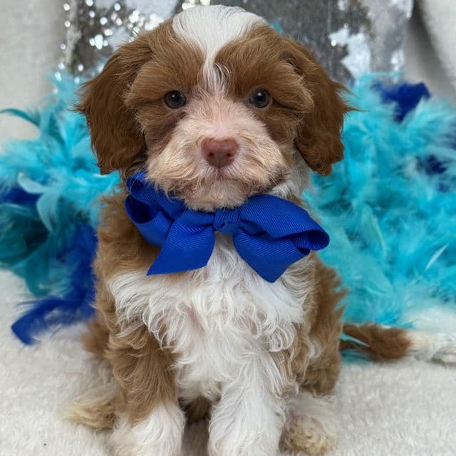 Riley Blue Boy - Cavapoo Male