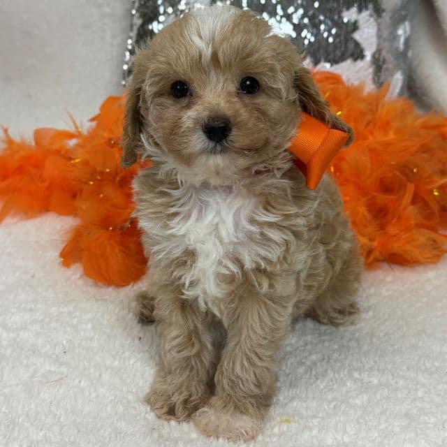 Riley Orange Boy - Cavapoo Male