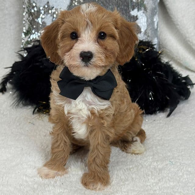 Riley Black Boy - Cavapoo Male