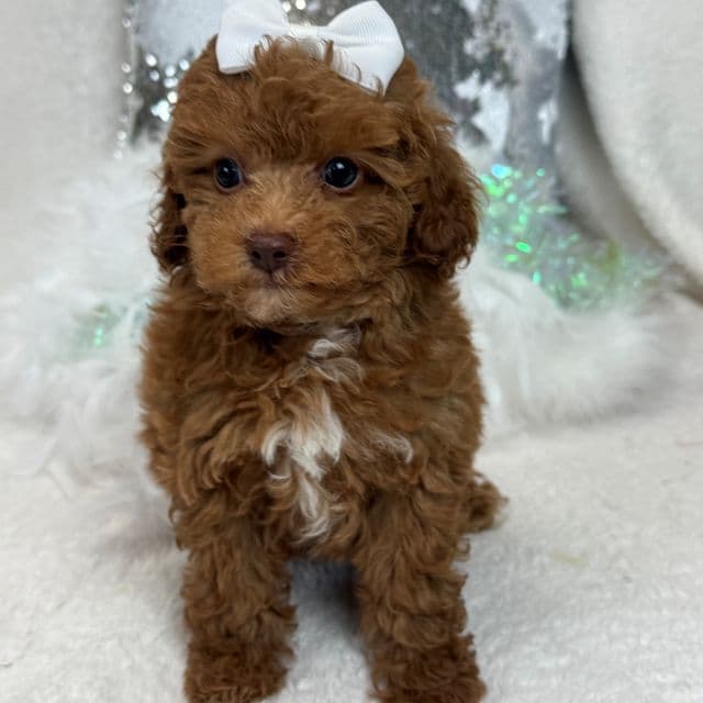 Rae Rae White Girl - Cavapoo Female