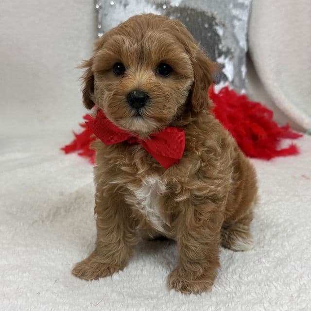 Rae Rae Red Boy - Cavapoo Male
