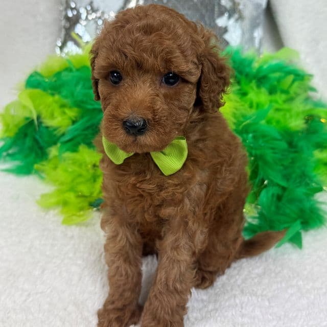 Tally Green Boy - Goldendoodle Male