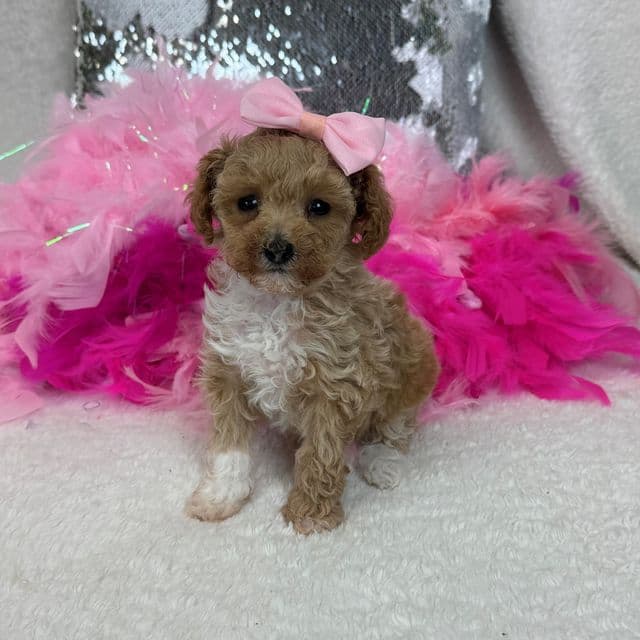 Scarlett's Pink Girl - Toy Poodle Female