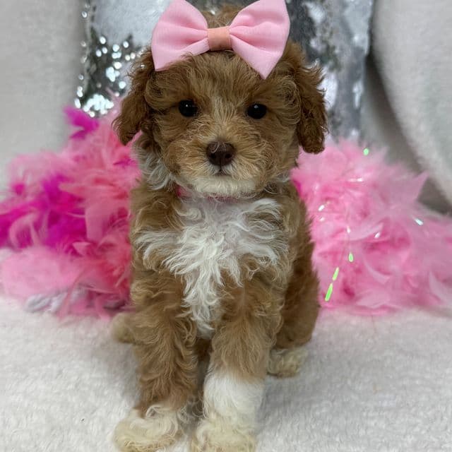 Maddie Pink Girl - Cavapoo Female
