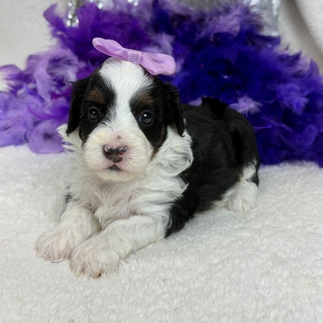 Elsa Purple Girl - Bernedoodle Female